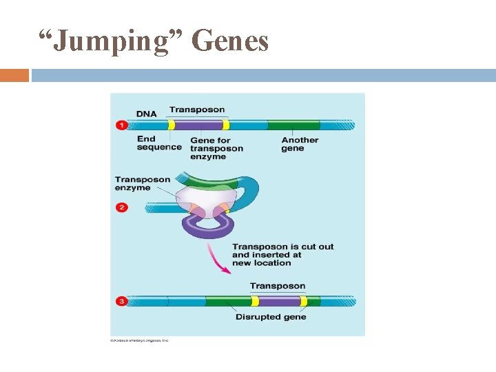 “Jumping” Genes 