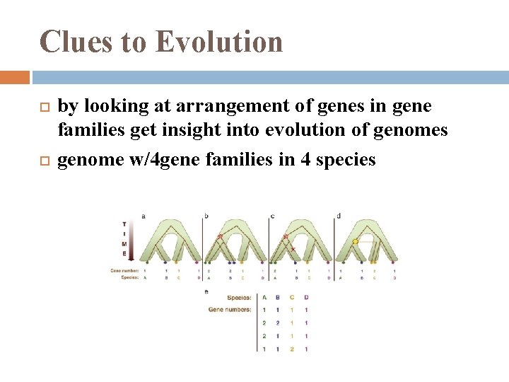 Clues to Evolution by looking at arrangement of genes in gene families get insight