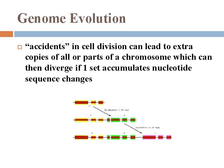 Genome Evolution “accidents” in cell division can lead to extra copies of all or