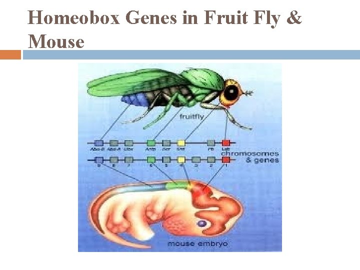 Homeobox Genes in Fruit Fly & Mouse 