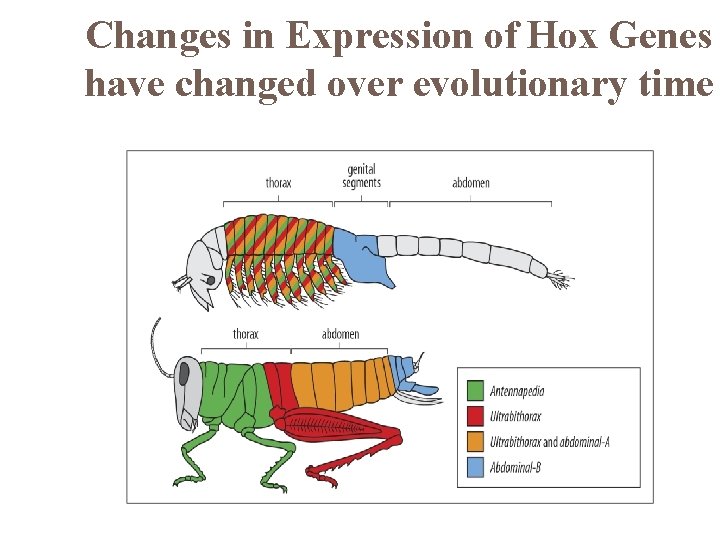 Changes in Expression of Hox Genes have changed over evolutionary time 