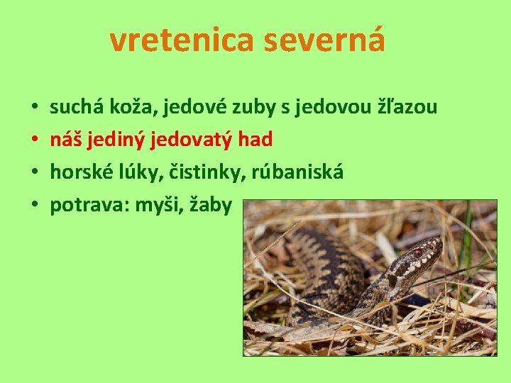 vretenica severná • • suchá koža, jedové zuby s jedovou žľazou náš jediný jedovatý