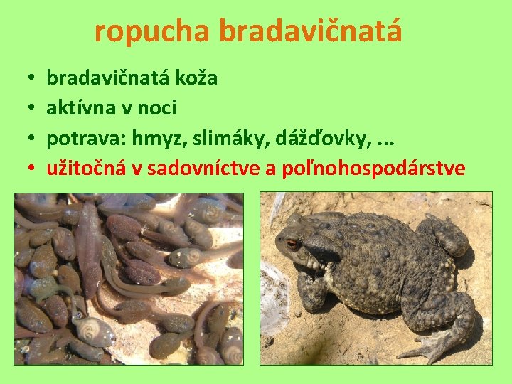 ropucha bradavičnatá • • bradavičnatá koža aktívna v noci potrava: hmyz, slimáky, dážďovky, .