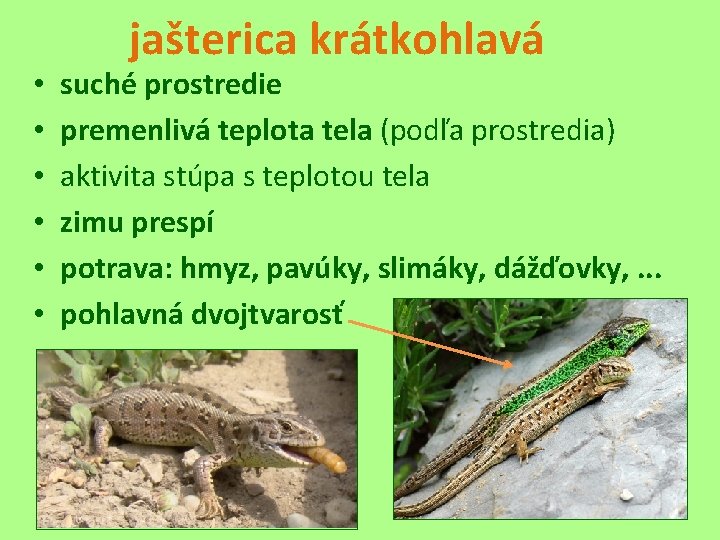  • • • jašterica krátkohlavá suché prostredie premenlivá teplota tela (podľa prostredia) aktivita