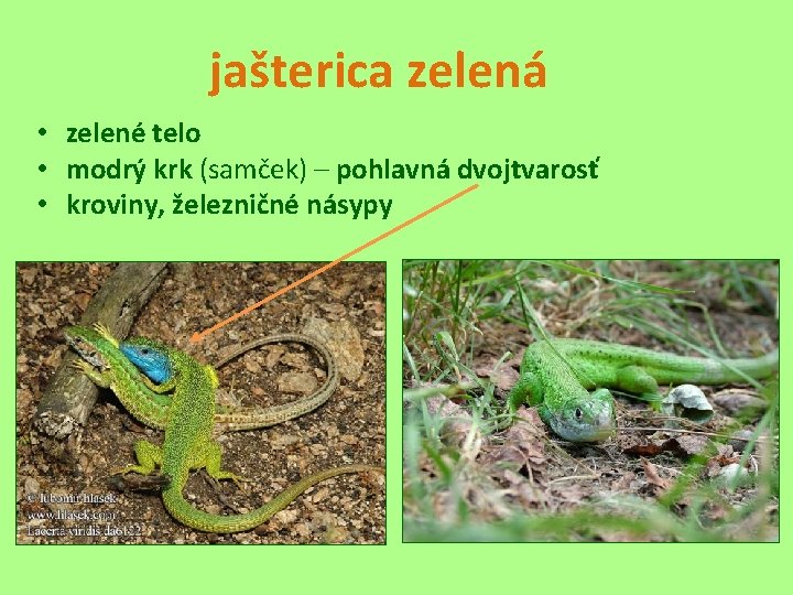 jašterica zelená • zelené telo • modrý krk (samček) – pohlavná dvojtvarosť • kroviny,