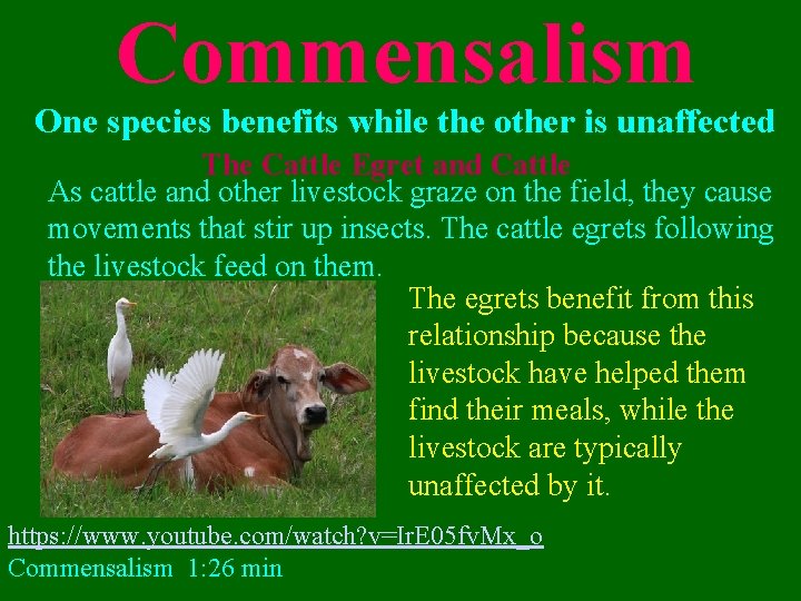 Commensalism One species benefits while the other is unaffected The Cattle Egret and Cattle