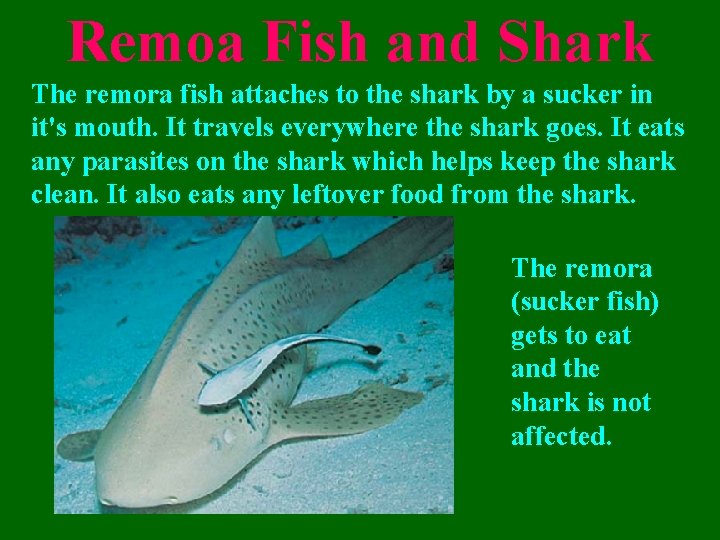 Remoa Fish and Shark The remora fish attaches to the shark by a sucker