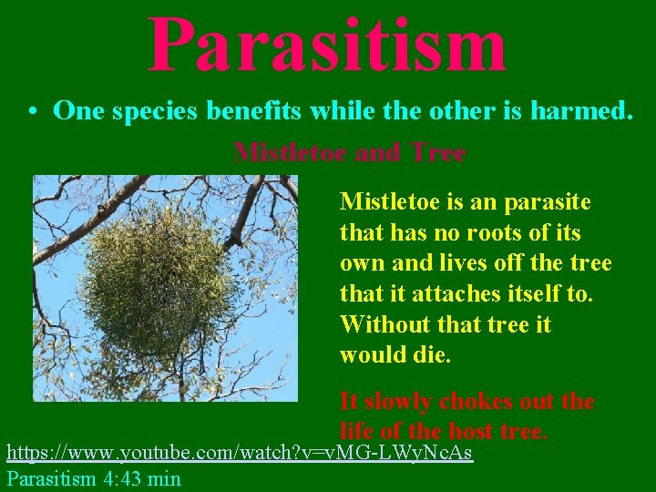 Parasitism • One species benefits while the other is harmed. Mistletoe and Tree Mistletoe