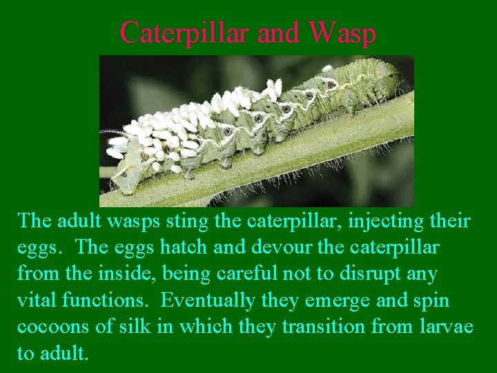 Caterpillar and Wasp The adult wasps sting the caterpillar, injecting their eggs. The eggs