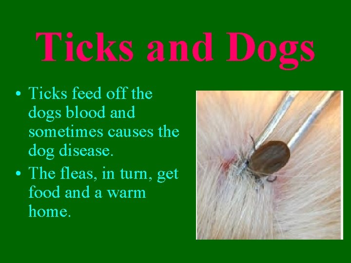 Ticks and Dogs • Ticks feed off the dogs blood and sometimes causes the
