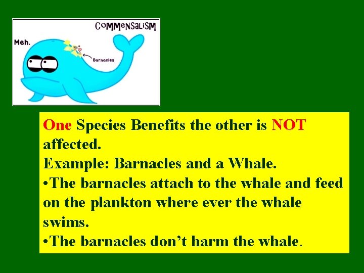 One Species Benefits the other is NOT affected. Example: Barnacles and a Whale. •