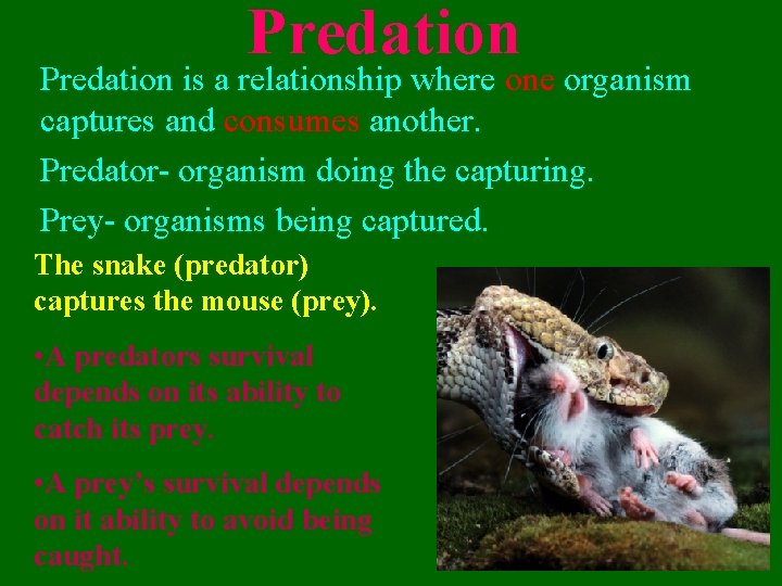 Predation is a relationship where one organism captures and consumes another. Predator- organism doing