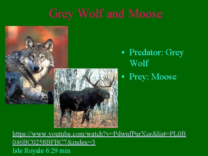 Grey Wolf and Moose • Predator: Grey Wolf • Prey: Moose https: //www. youtube.