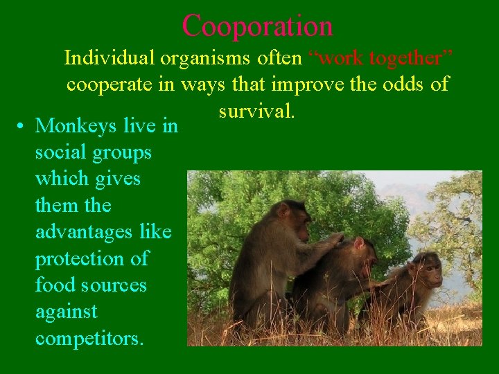 Cooporation Individual organisms often “work together” cooperate in ways that improve the odds of