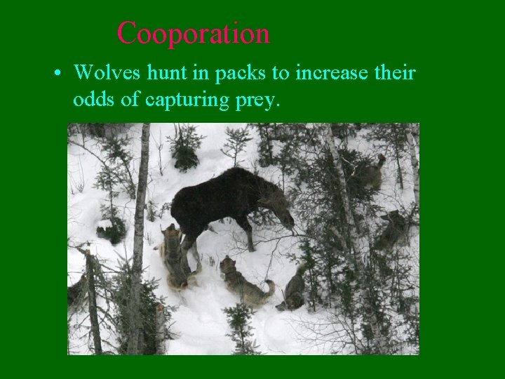 Cooporation • Wolves hunt in packs to increase their odds of capturing prey. 