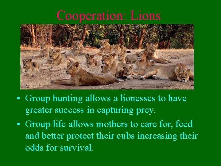 Cooperation: Lions • Group hunting allows a lionesses to have greater success in capturing