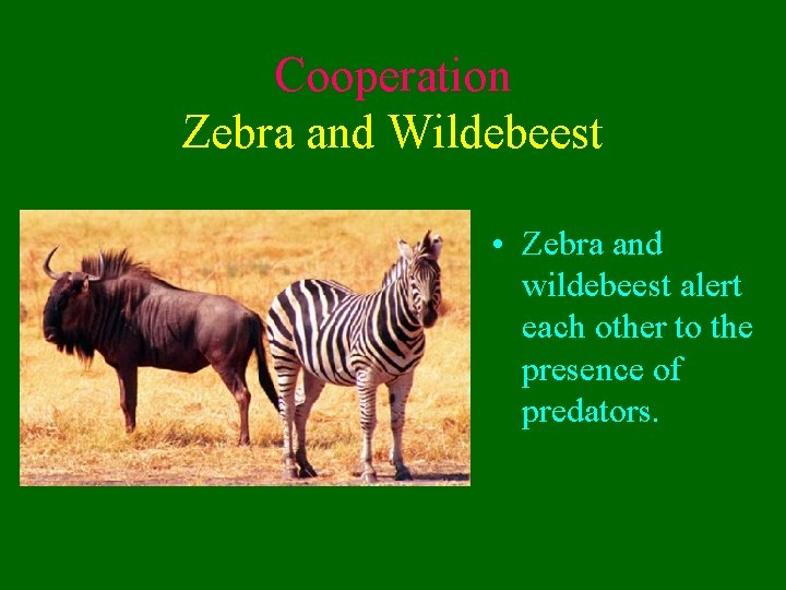 Cooperation Zebra and Wildebeest • Zebra and wildebeest alert each other to the presence