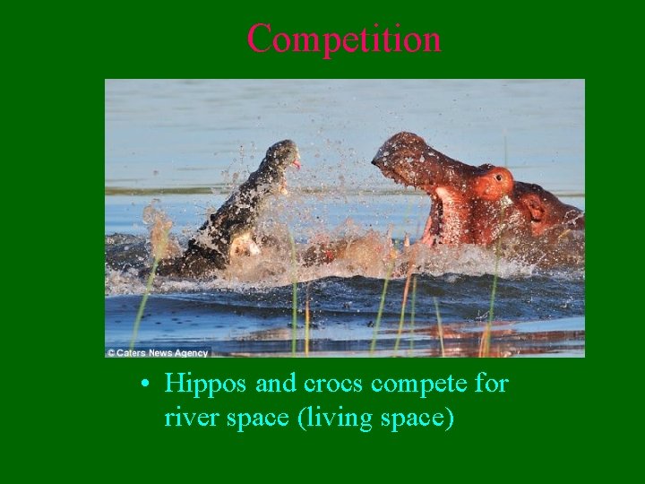 Competition • Hippos and crocs compete for river space (living space) 