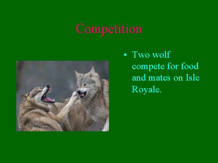 Competition • Two wolf compete for food and mates on Isle Royale. 