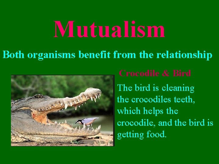 Mutualism Both organisms benefit from the relationship Crocodile & Bird The bird is cleaning