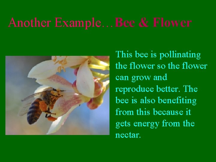 Another Example…Bee & Flower This bee is pollinating the flower so the flower can