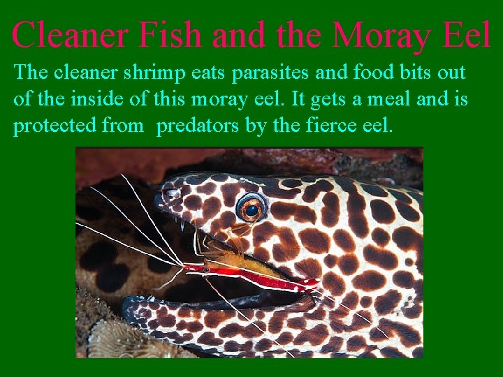 Cleaner Fish and the Moray Eel The cleaner shrimp eats parasites and food bits