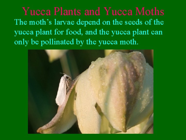 Yucca Plants and Yucca Moths The moth’s larvae depend on the seeds of the