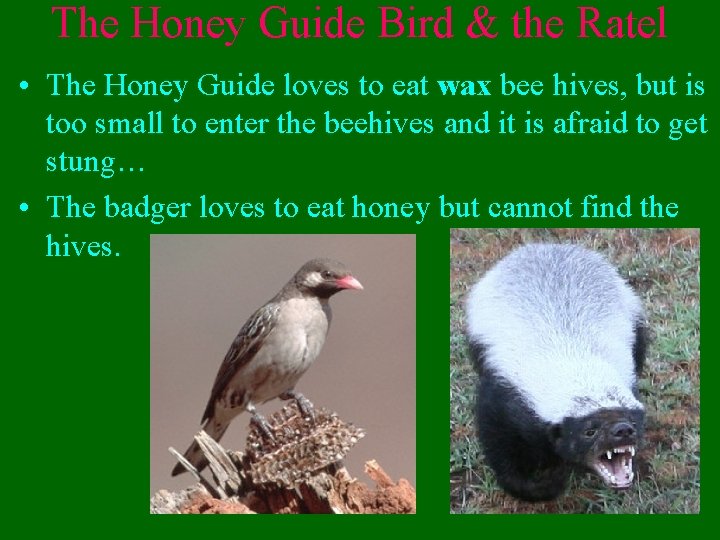The Honey Guide Bird & the Ratel • The Honey Guide loves to eat