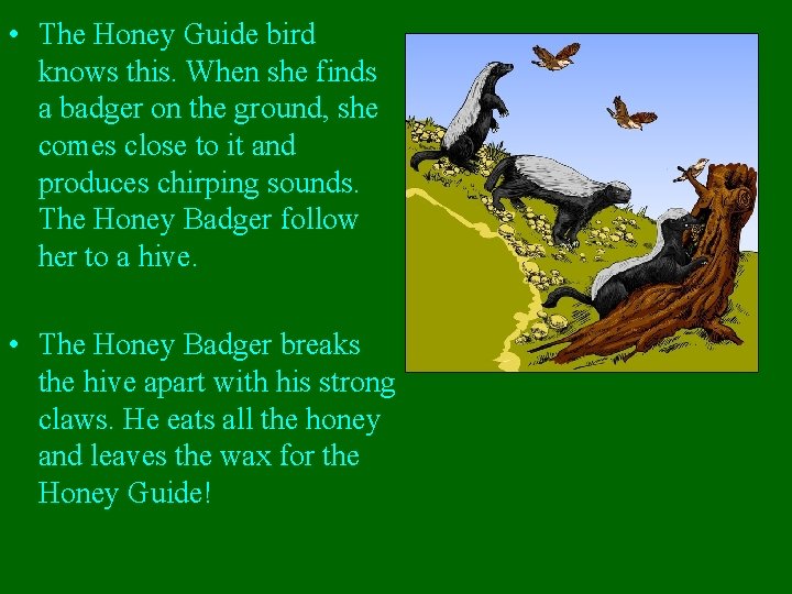  • The Honey Guide bird knows this. When she finds a badger on