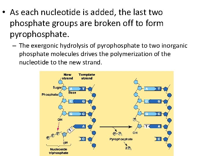  • As each nucleotide is added, the last two phosphate groups are broken