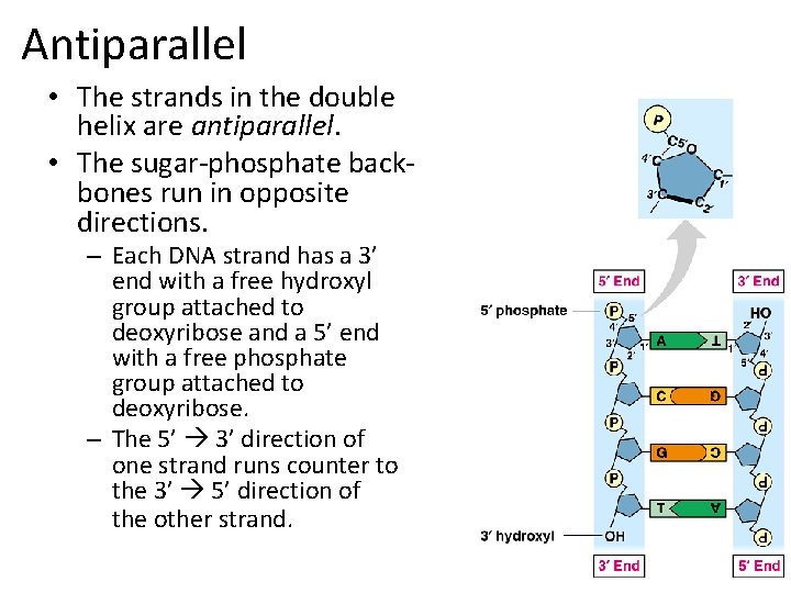 Antiparallel • The strands in the double helix are antiparallel. • The sugar-phosphate backbones