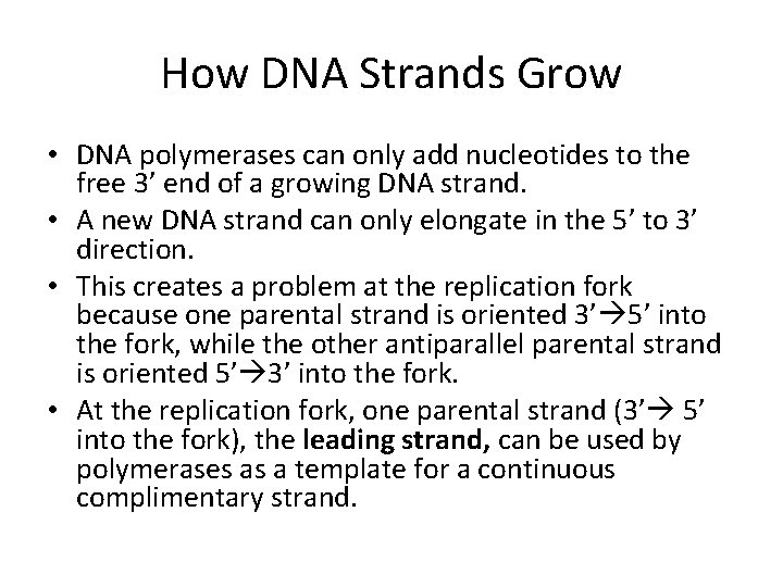 How DNA Strands Grow • DNA polymerases can only add nucleotides to the free