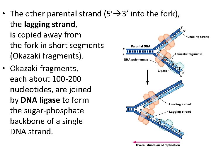  • The other parental strand (5’ 3’ into the fork), the lagging strand,