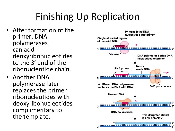 Finishing Up Replication • After formation of the primer, DNA polymerases can add deoxyribonucleotides