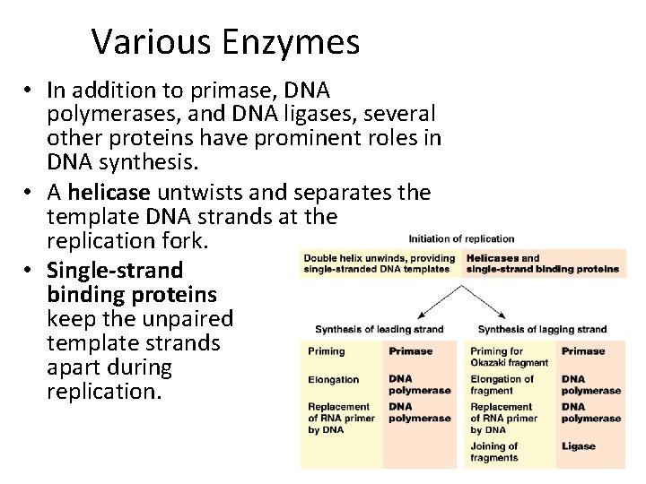Various Enzymes • In addition to primase, DNA polymerases, and DNA ligases, several other