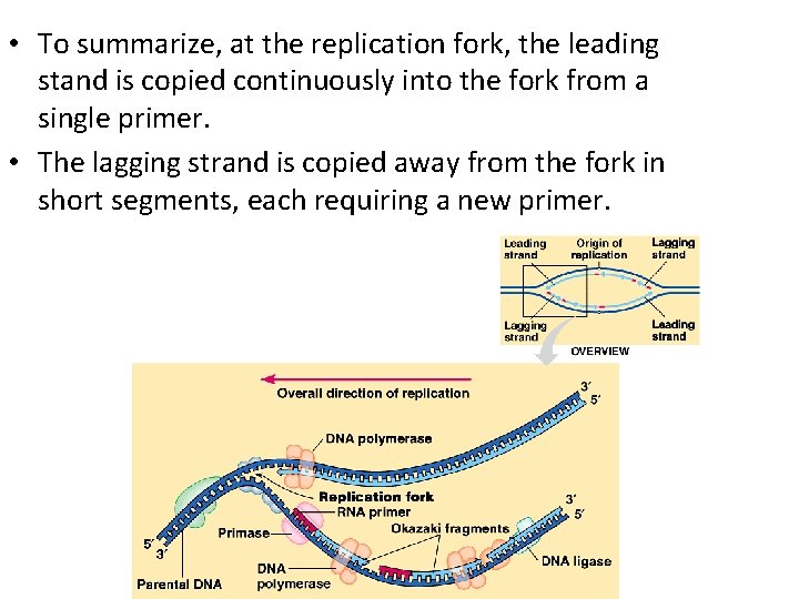  • To summarize, at the replication fork, the leading stand is copied continuously
