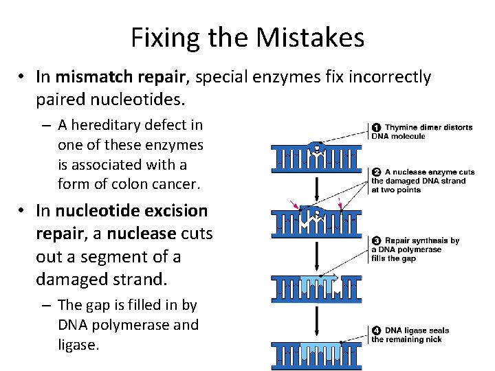 Fixing the Mistakes • In mismatch repair, special enzymes fix incorrectly paired nucleotides. –