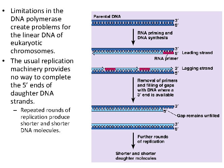  • Limitations in the DNA polymerase create problems for the linear DNA of