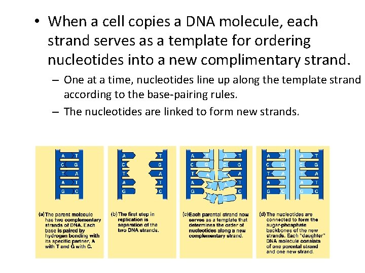  • When a cell copies a DNA molecule, each strand serves as a