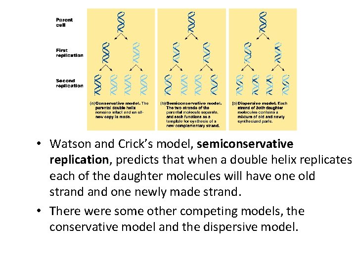  • Watson and Crick’s model, semiconservative replication, predicts that when a double helix