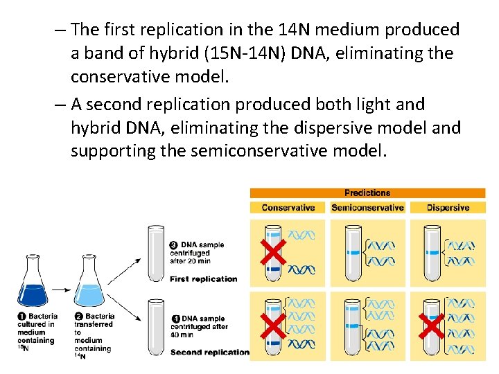 – The first replication in the 14 N medium produced a band of hybrid