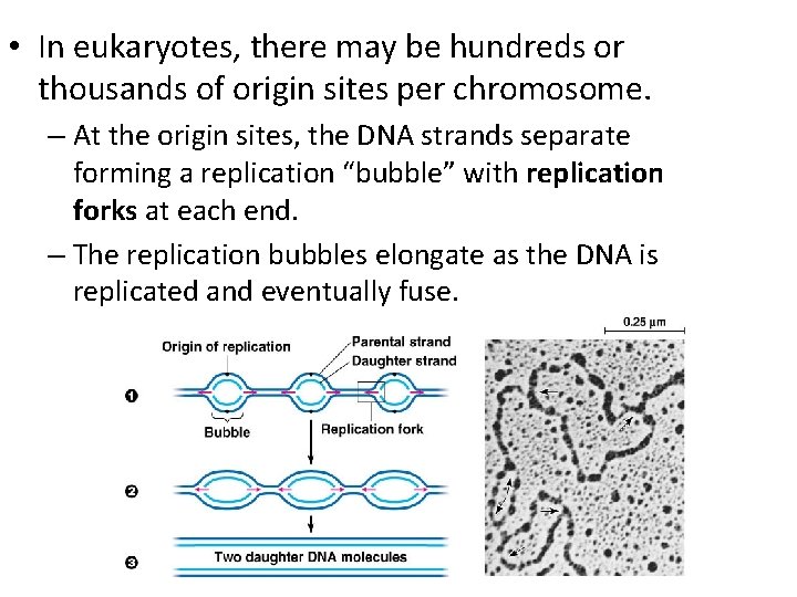  • In eukaryotes, there may be hundreds or thousands of origin sites per