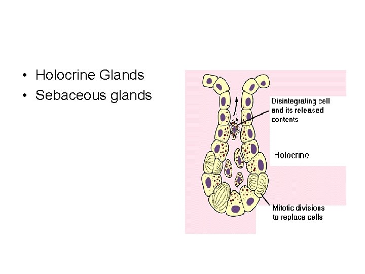 • Holocrine Glands • Sebaceous glands • Holocrine Glands • Sebaceous glands