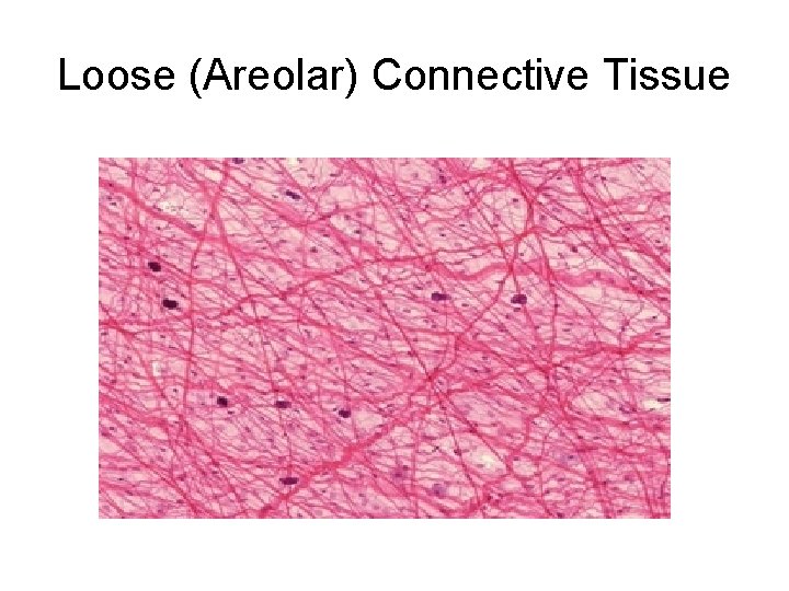 Loose (Areolar) Connective Tissue Loose (Areolar) Connective Tissue