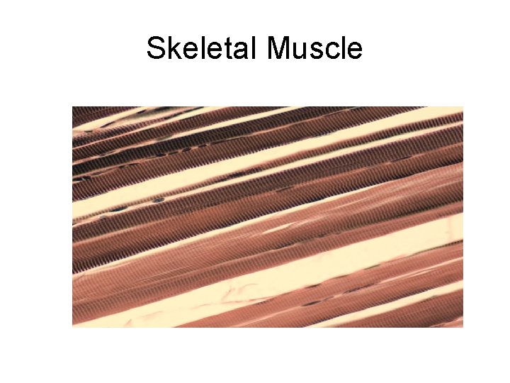 Skeletal Muscle 