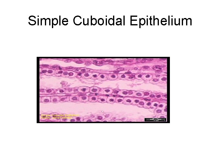 Simple Cuboidal Epithelium Simple Cuboidal Epithelium