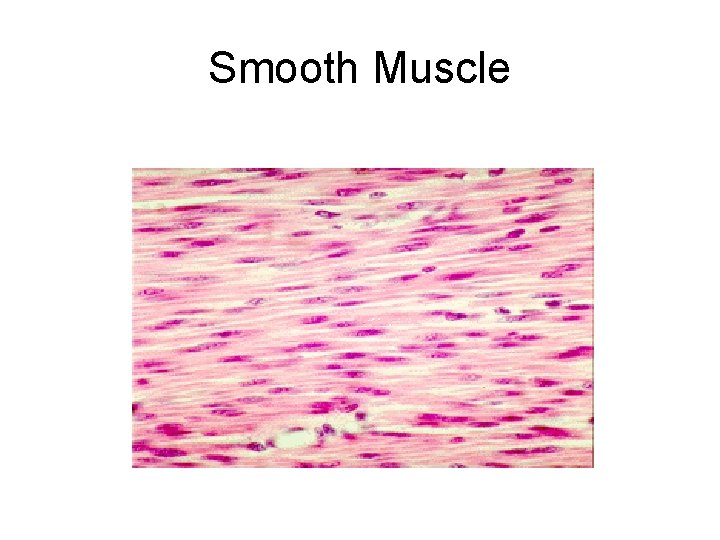 Smooth Muscle Smooth Muscle
