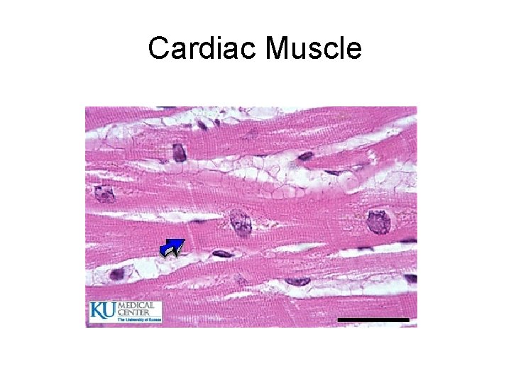 Cardiac Muscle 