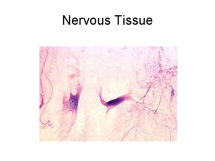 Nervous Tissue Nervous Tissue
