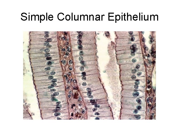 Simple Columnar Epithelium Simple Columnar Epithelium